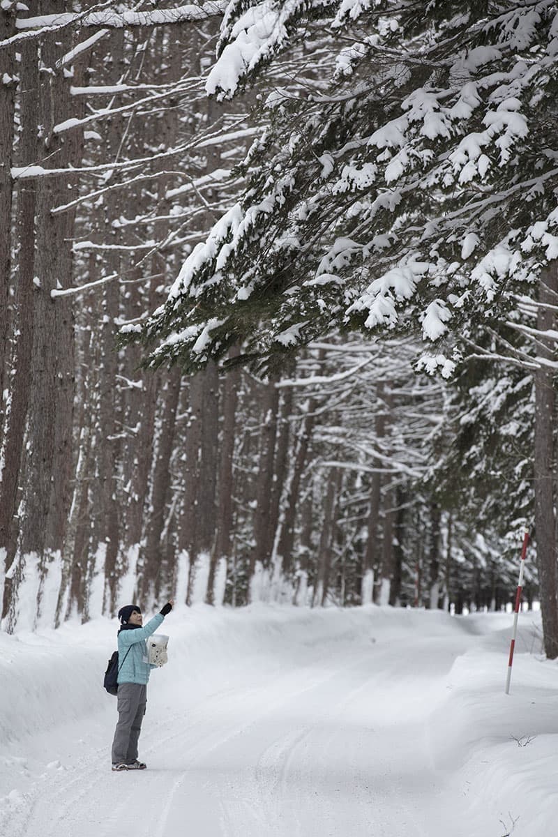 白い森と丘の早朝ウォーク