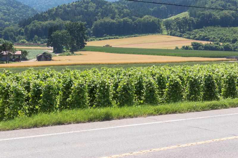 白花豆畑（国道39号線)