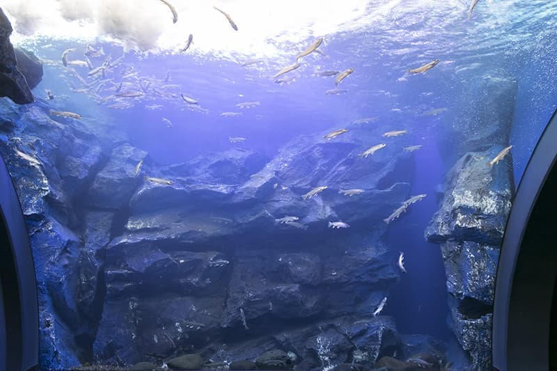 山の水族館（北の大地の水族館）