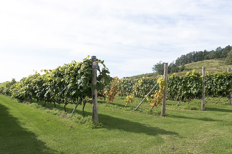 ボスアグリワイナリー