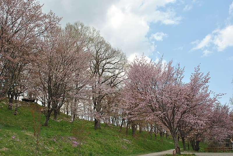 金刀比羅さくら公園