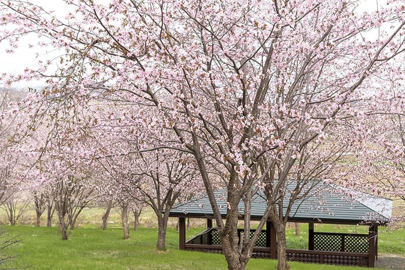 協和さくらの森公園
