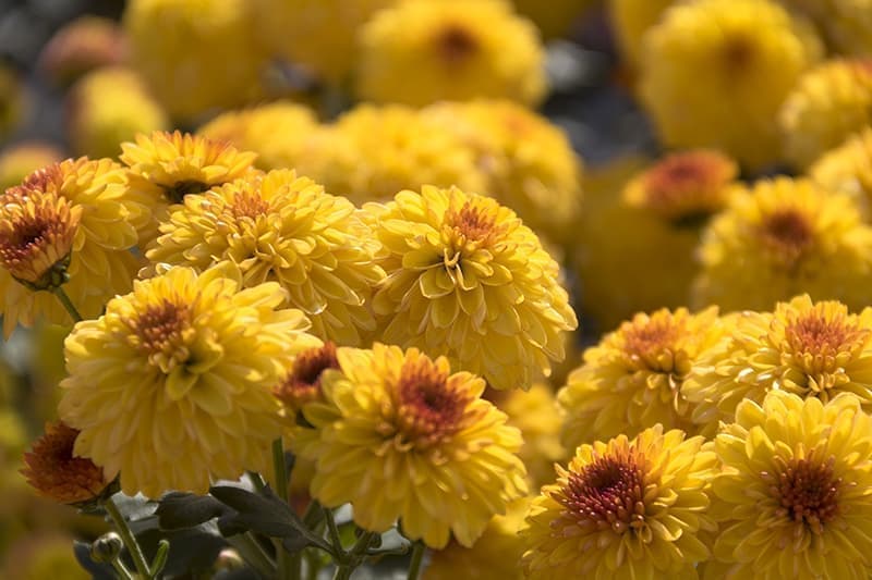 きたみ菊まつり_2