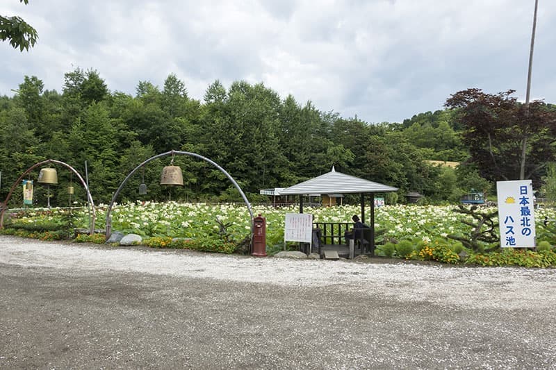 ハス池
