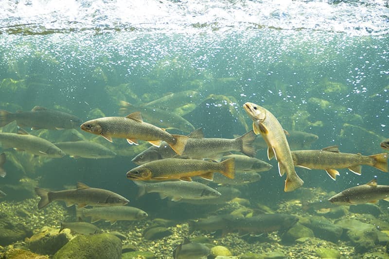 山の水族館20140830-_OS_7116