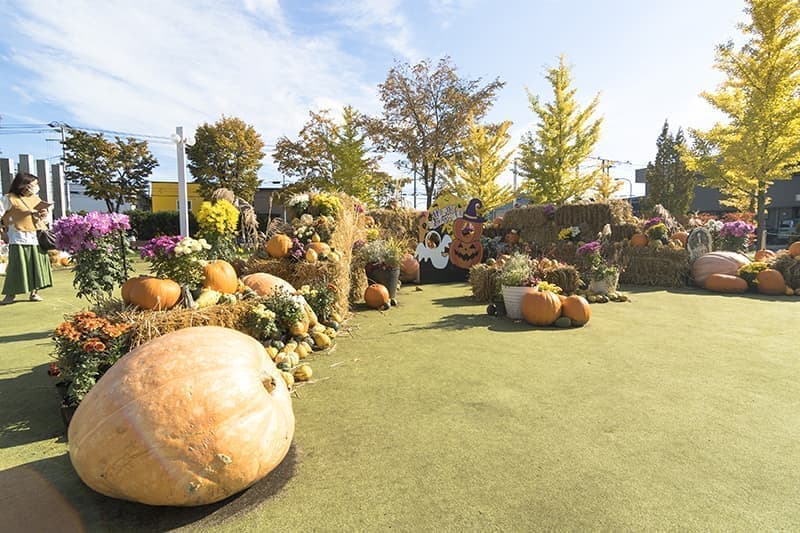 きたみ菊まつり_3