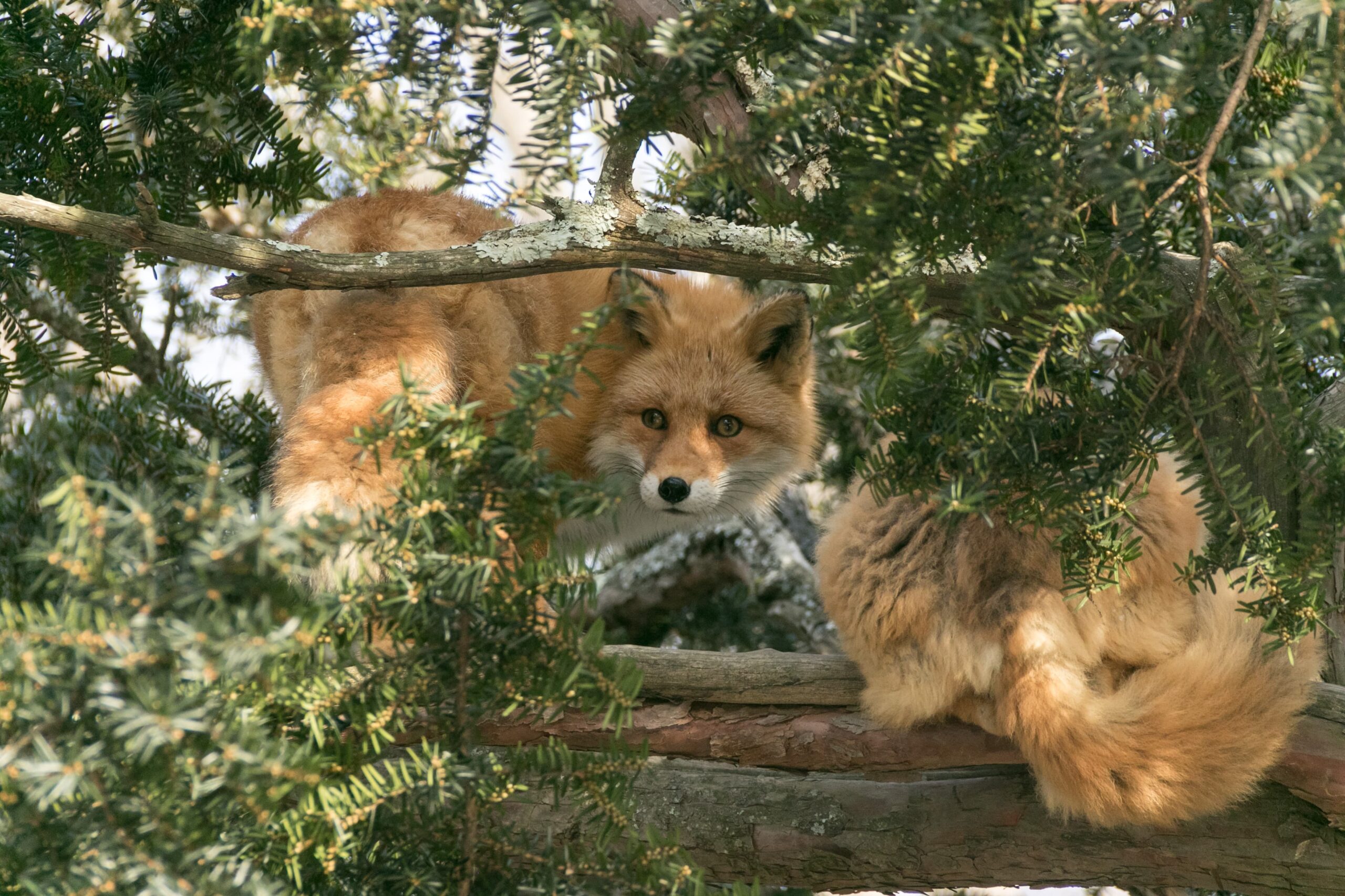 北きつね牧場_きつね2