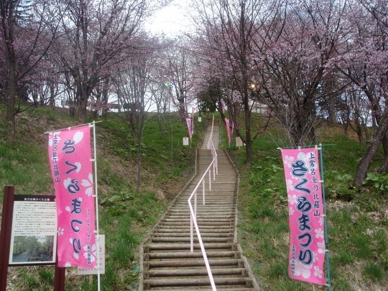 かみところ金刀比羅山桜まつり