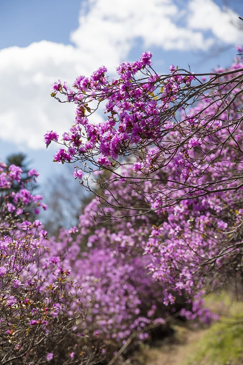 おんねゆ温泉つつじ祭り_つつじ