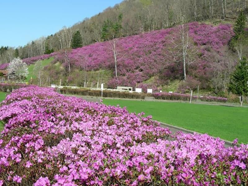 おんねゆ温泉つつじ公園