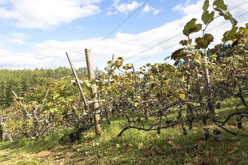 十字ヶ丘農園_3