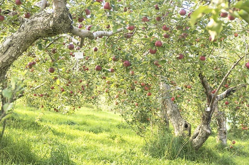 オホーツクオーチャード_果樹園 (1)