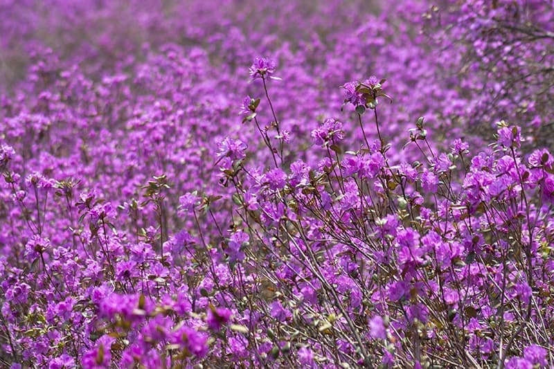 つつじ公園IMG_0119