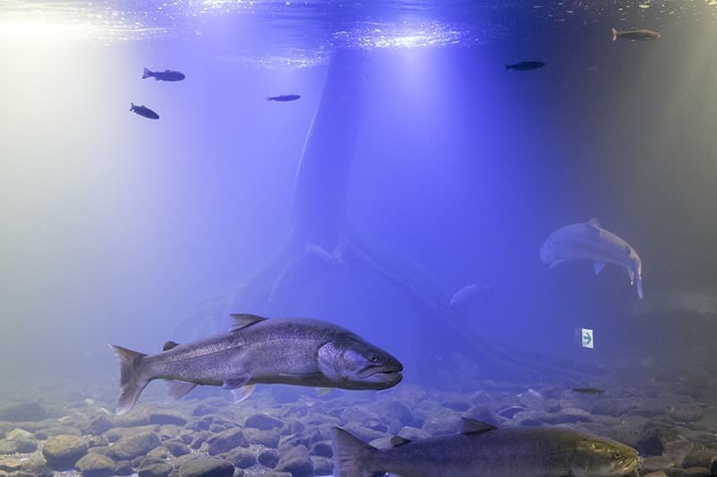 山の水族館_水槽3